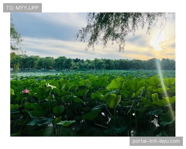 NBA在东南亚的社交媒体账号运营策略:本土KOL与高光剪辑的融合